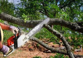 Best Tree Maintenance Programs  in Holly Springs, GA